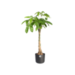 b.for soft rond 14cm antraciet